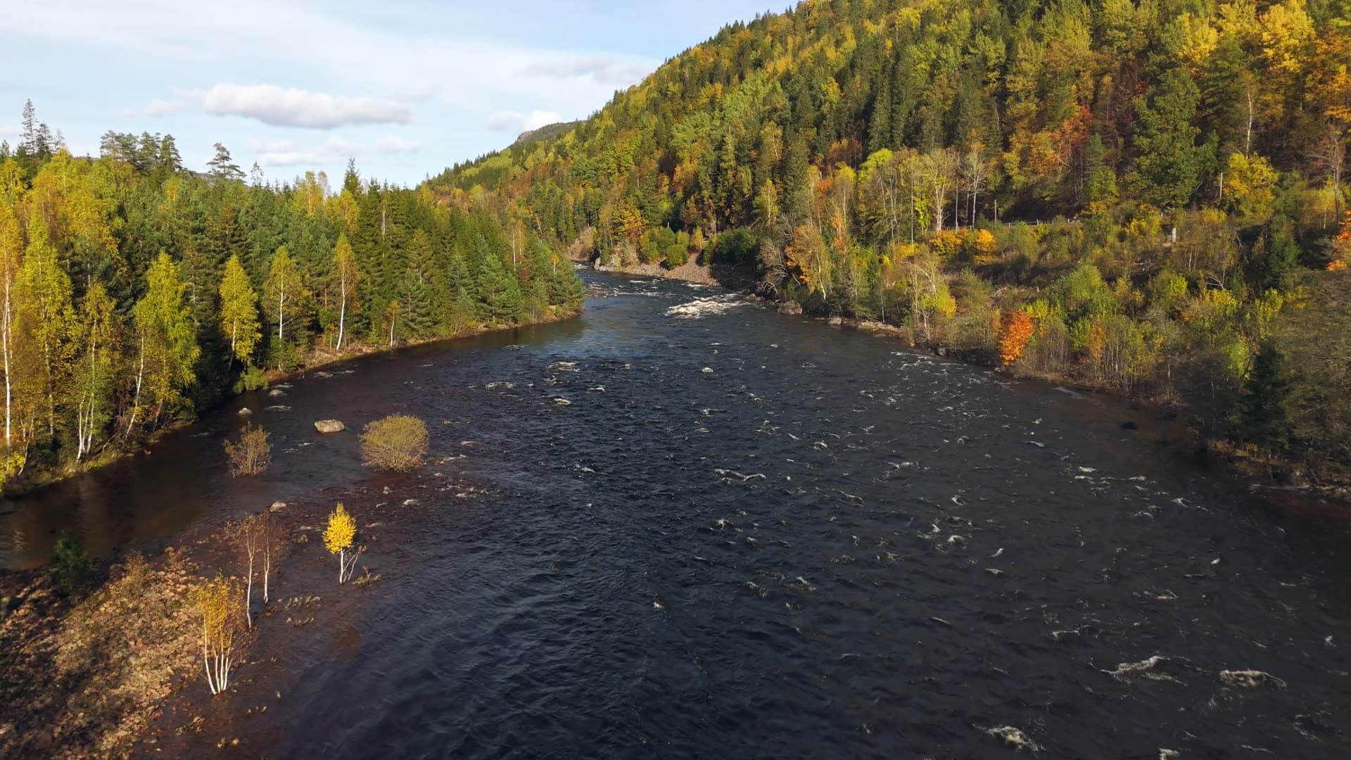Autumn birch trees framing dark river, Birkenes, Norway