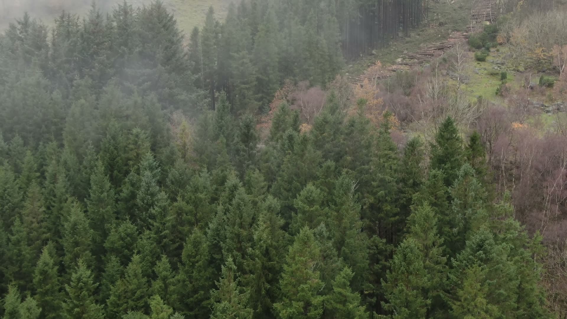 Mixed coniferous forest with logged clearings, Ingvaldstad