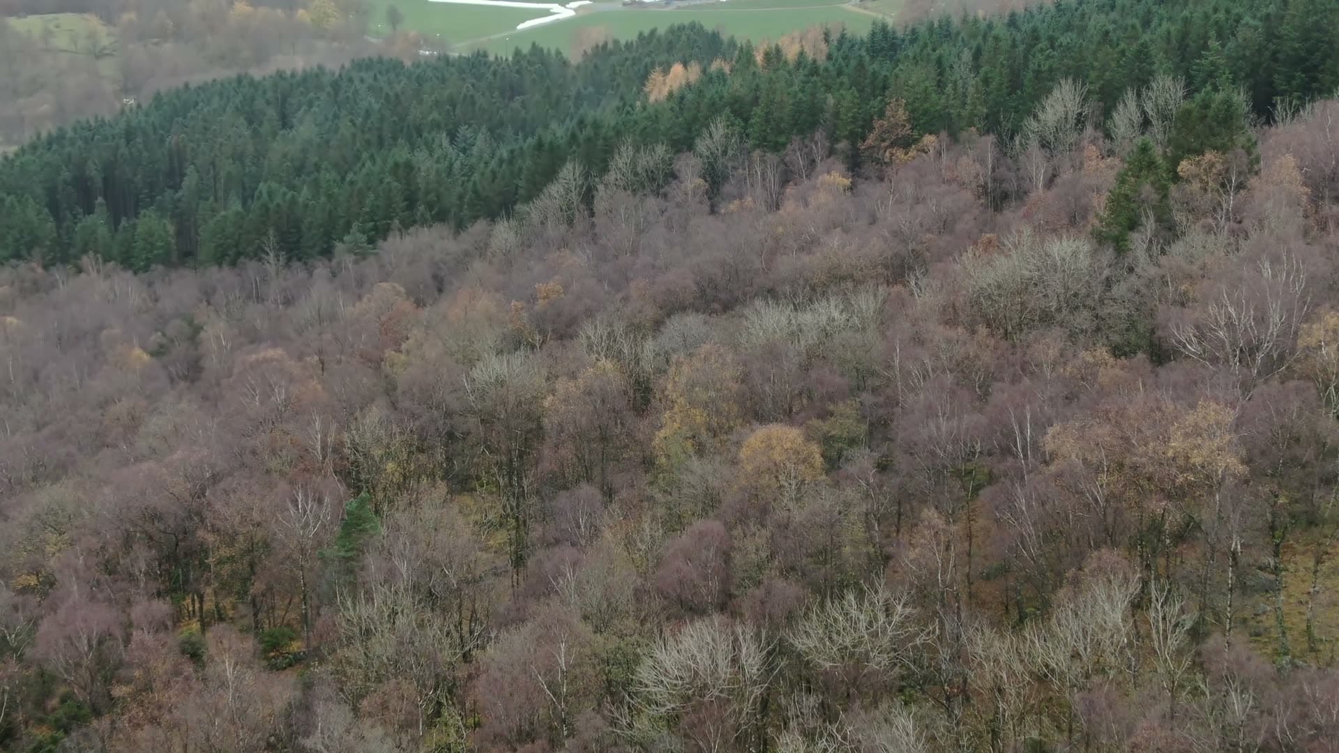 Mixed forest hillside autumn transition, Ingvaldstad