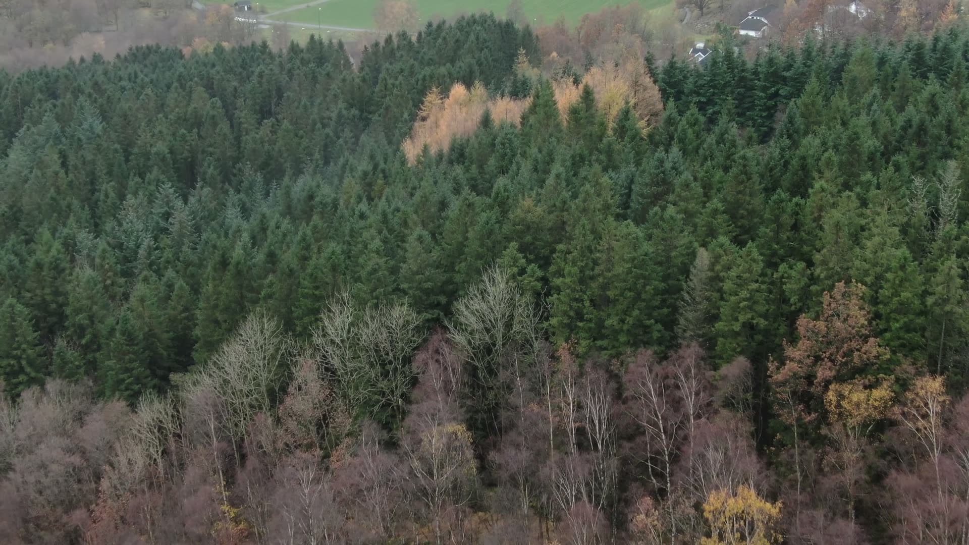 Mixed forest with autumn birch trees, Ingvaldstad