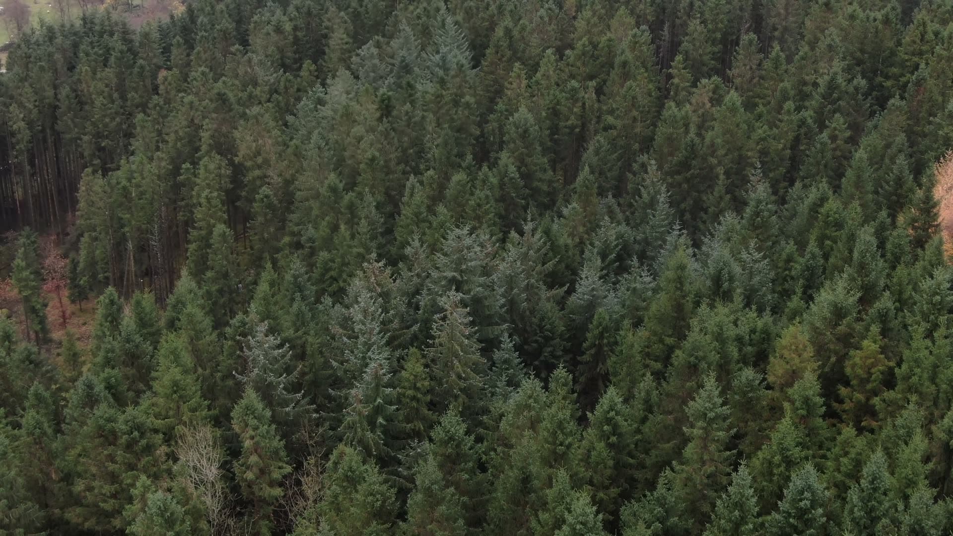 Dense coniferous forest canopy, Ingvaldstad