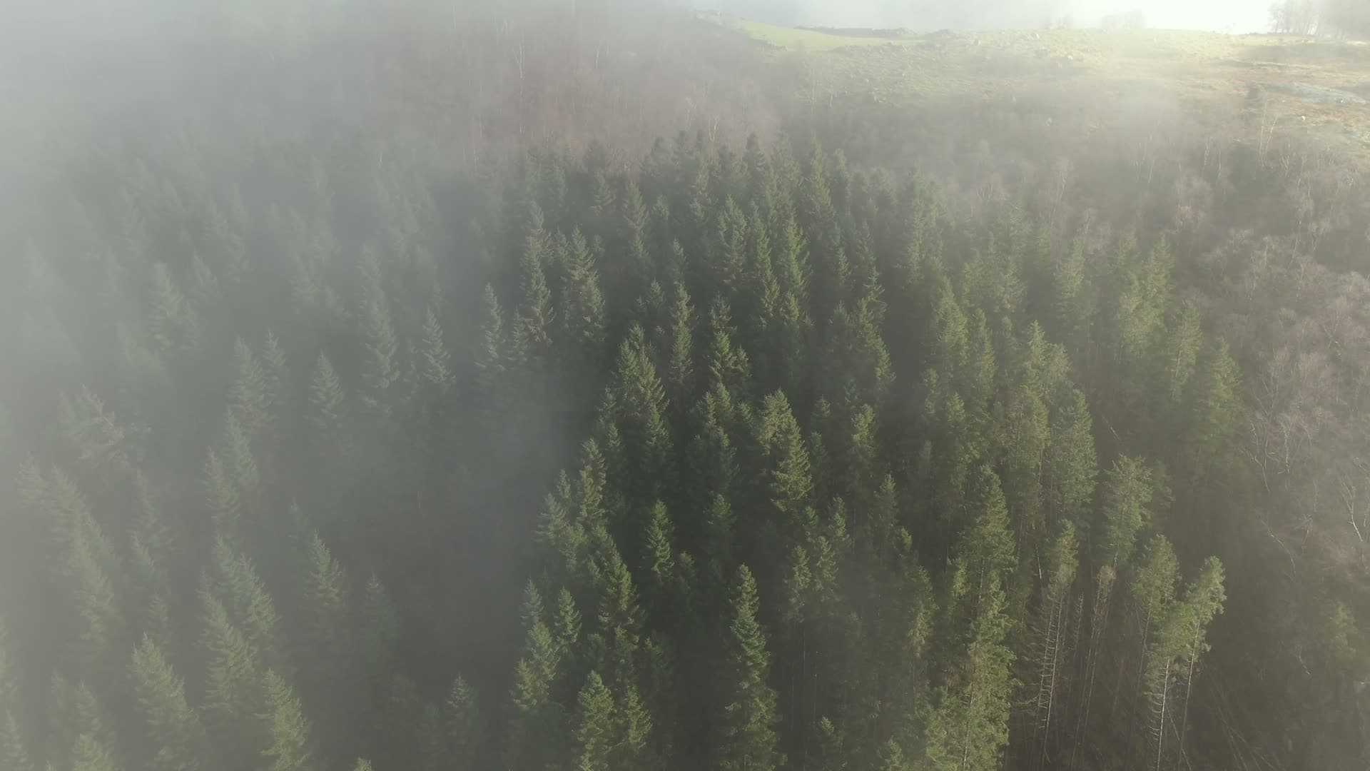 Misty coniferous forest with morning sunlight, Ingvaldstad