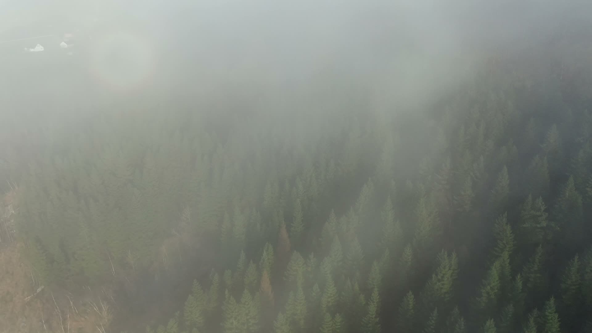 Foggy coniferous forest aerial view, Ingvaldstad