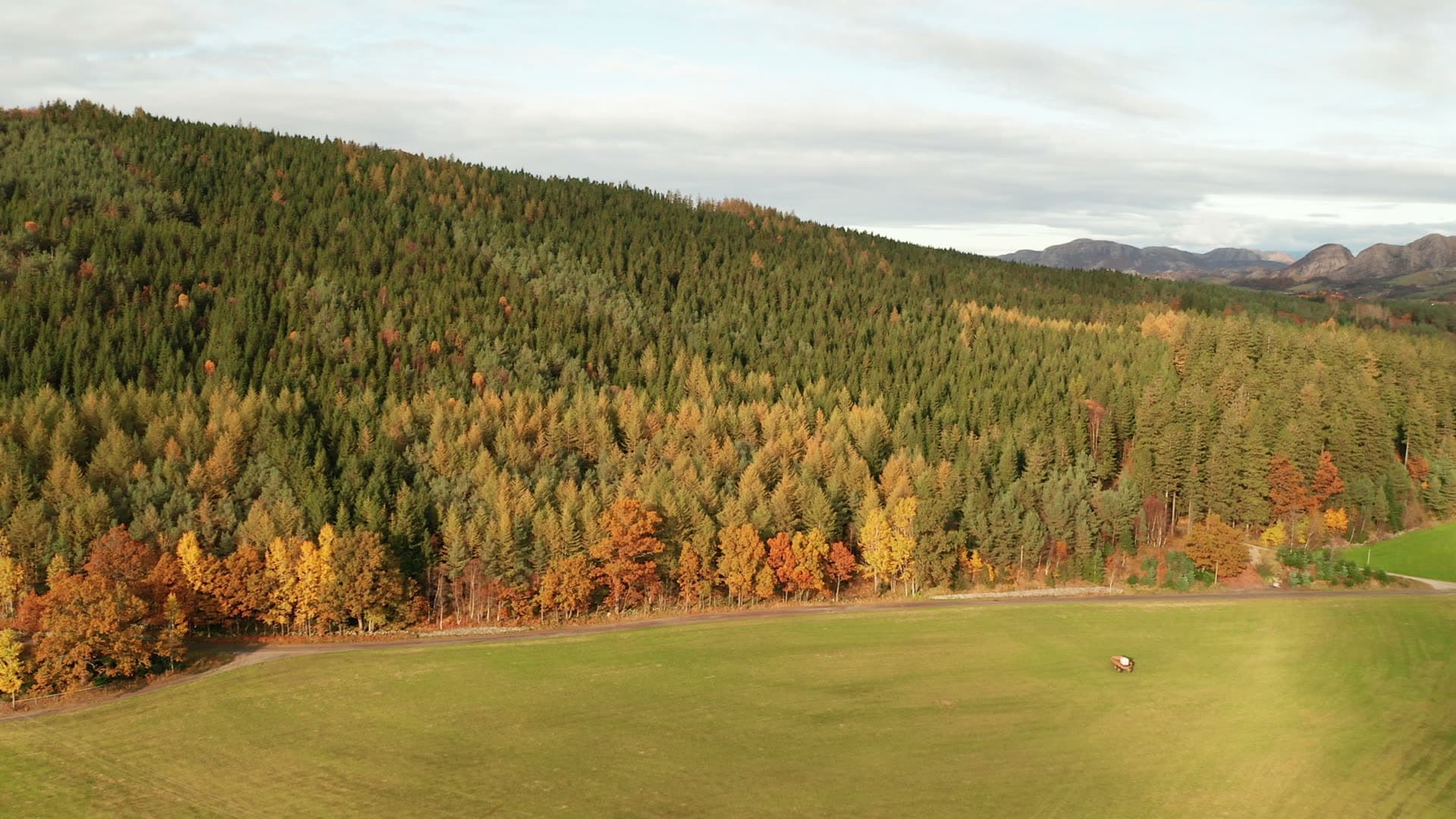 Larch forest autumn landscape with meadow, Bråsteinvatnet