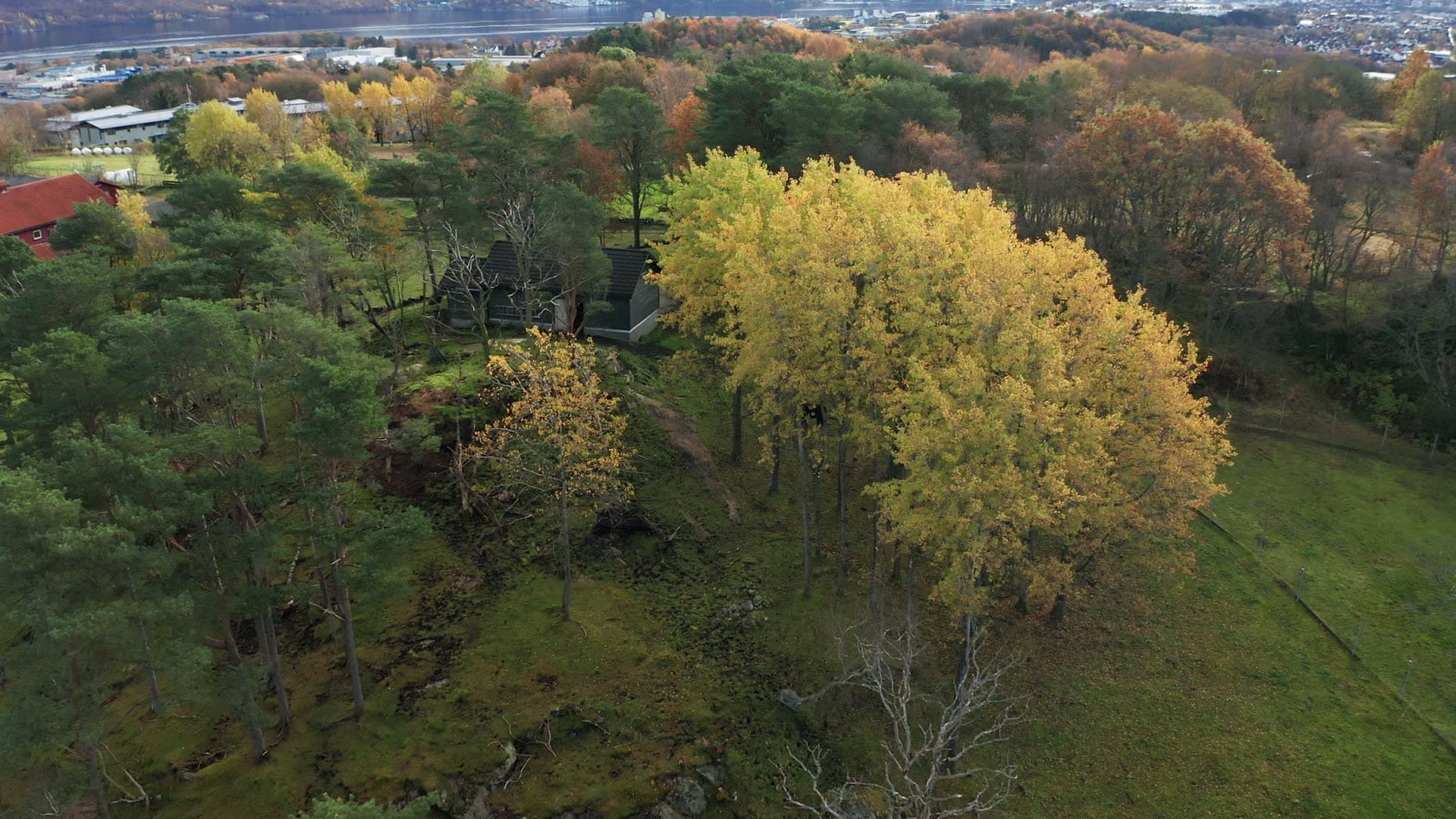 Gausel fritidsgård, Golden birch trees in autumn forest, Godeset