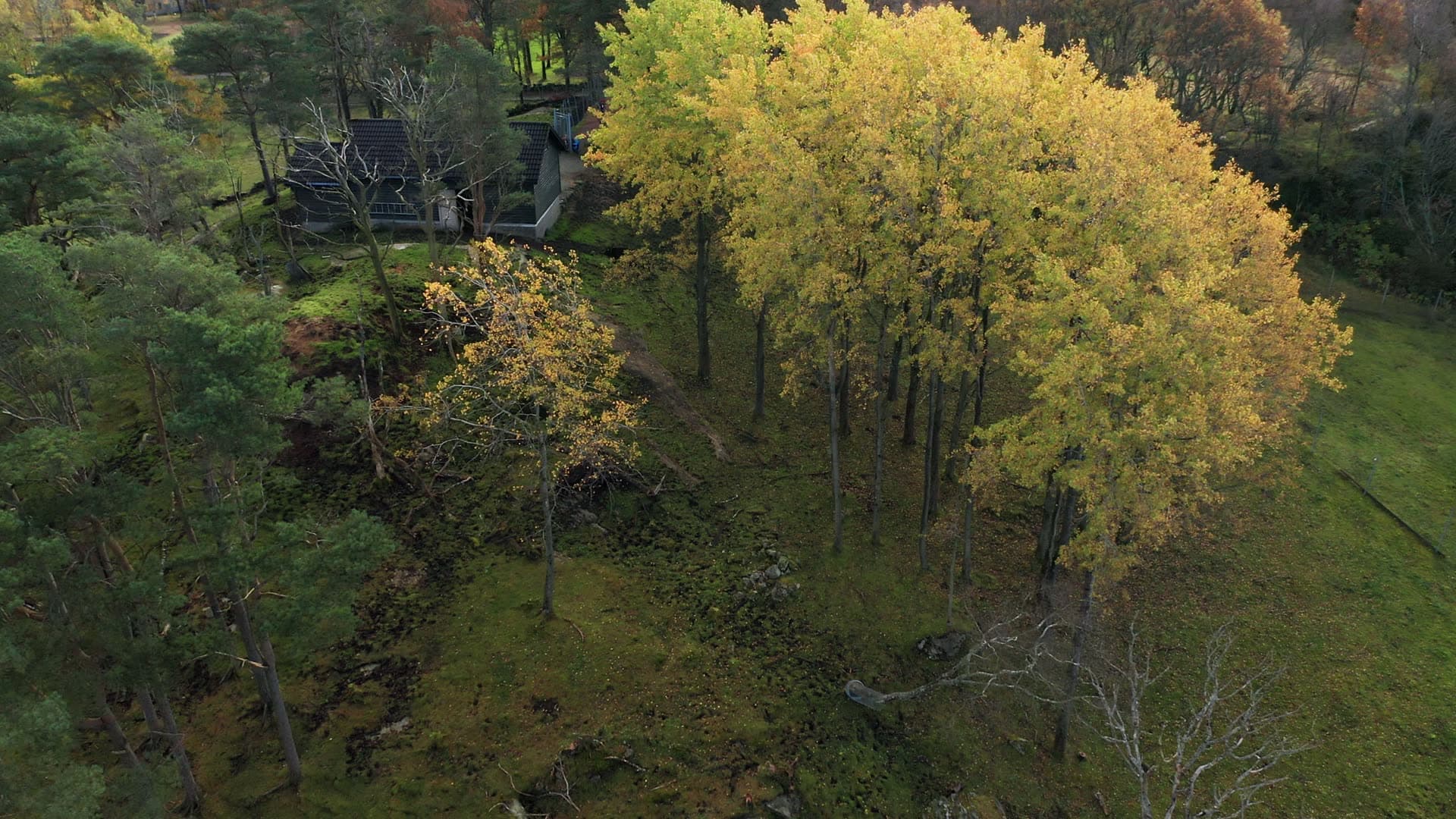 Gausel fritidsgård, Golden trees in autumn forest, Godeset