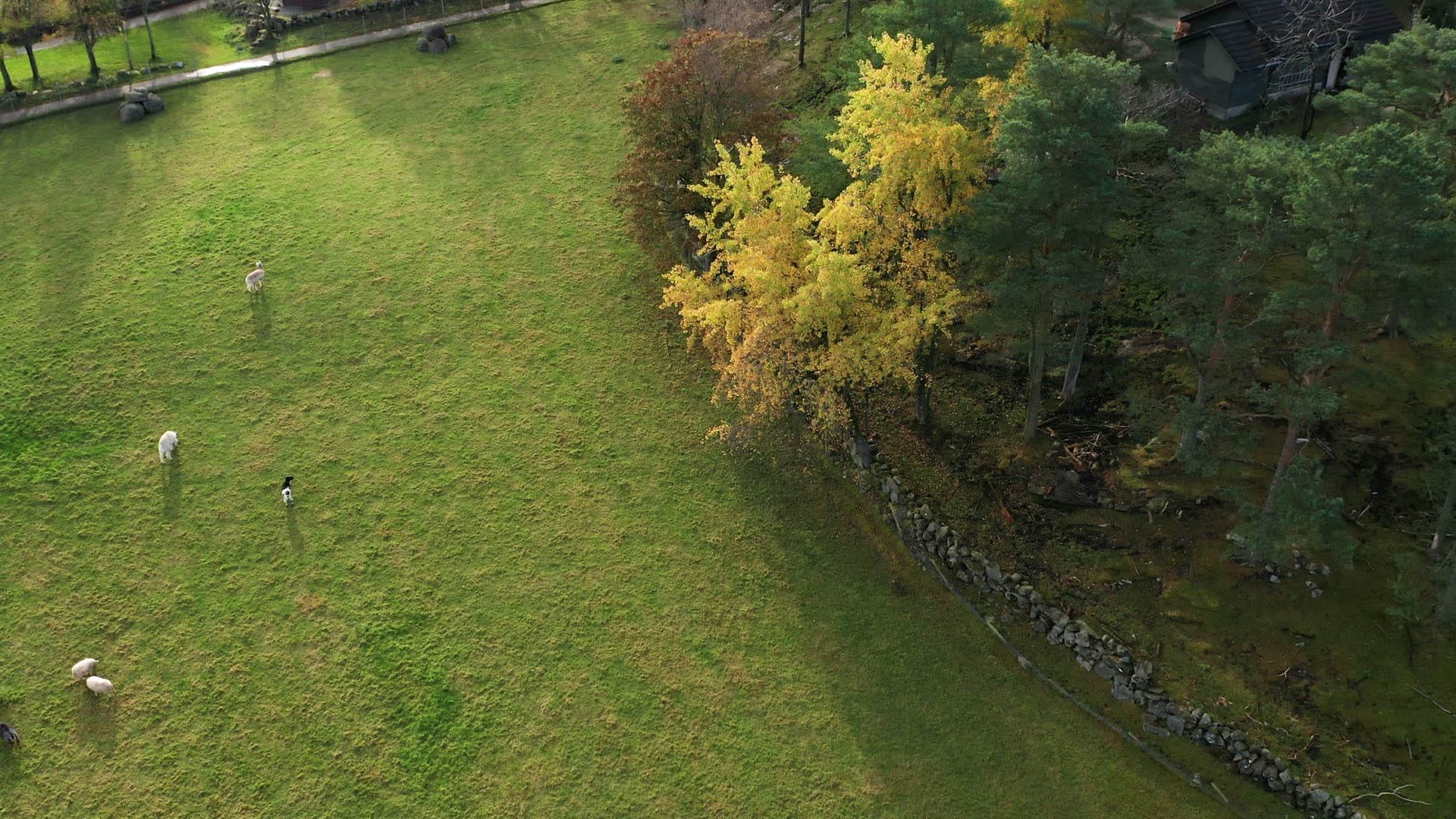 Gausel fritidsgård, Stone wall dividing pastoral fields with autumn woodland, Godeset