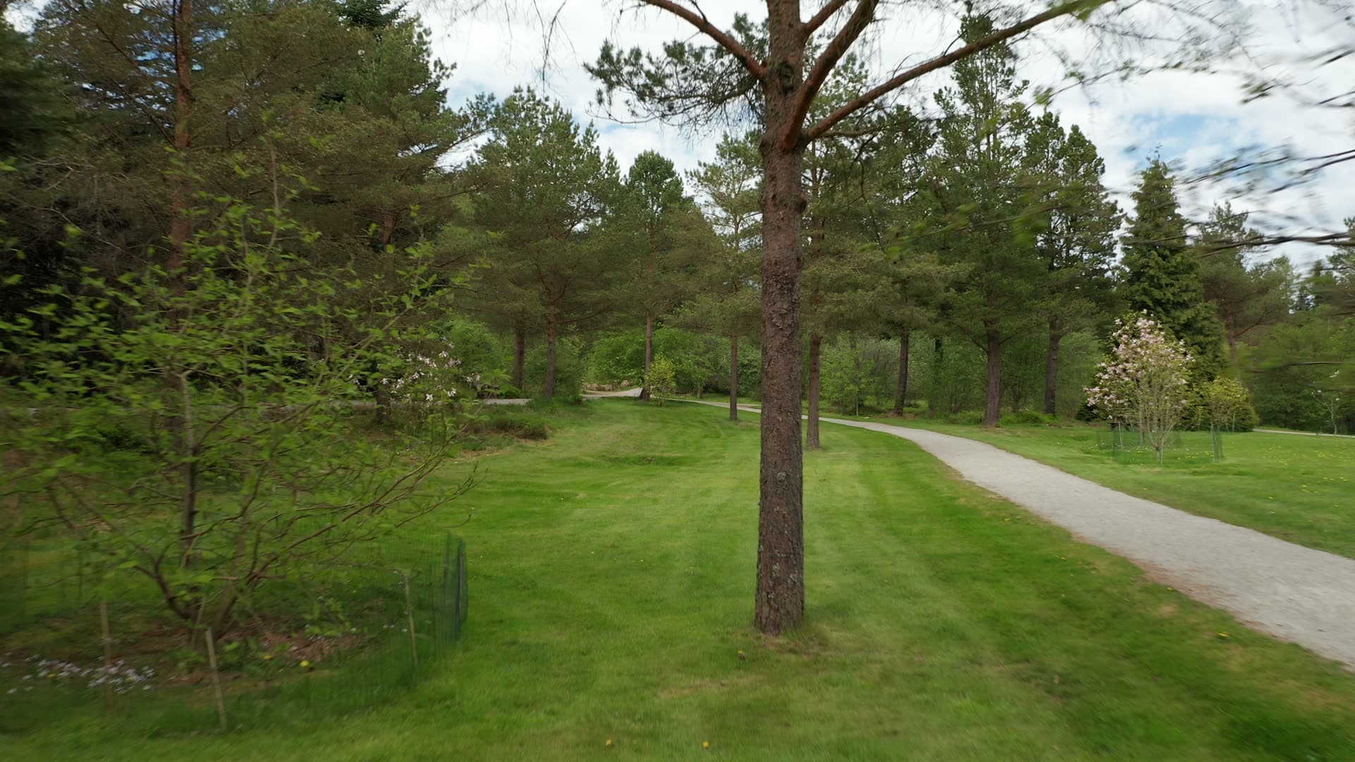 Tree-lined park pathway, Rogaland Arboret