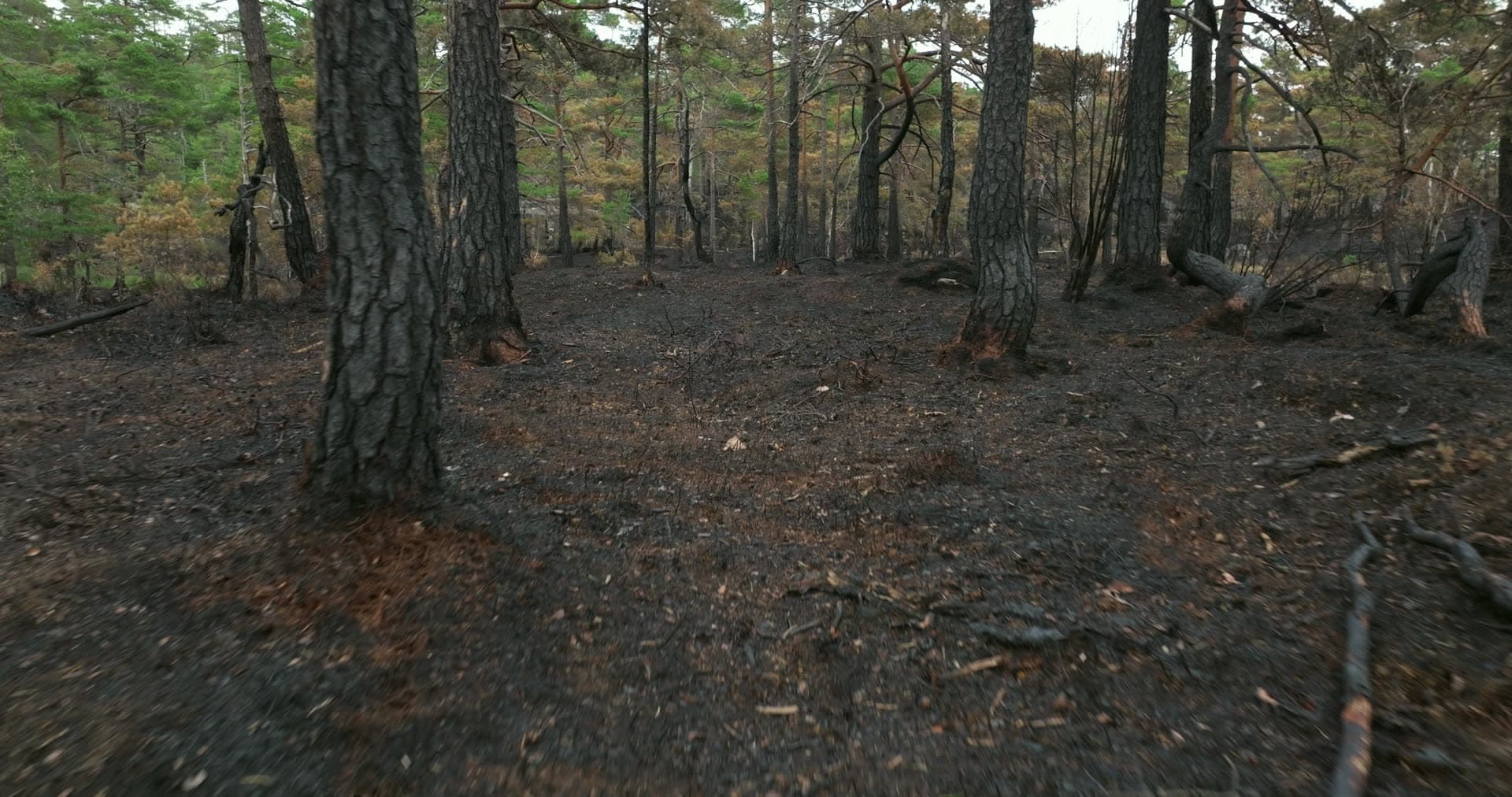 Blackened forest floor between singed tree trunks, Støleheia, Norway