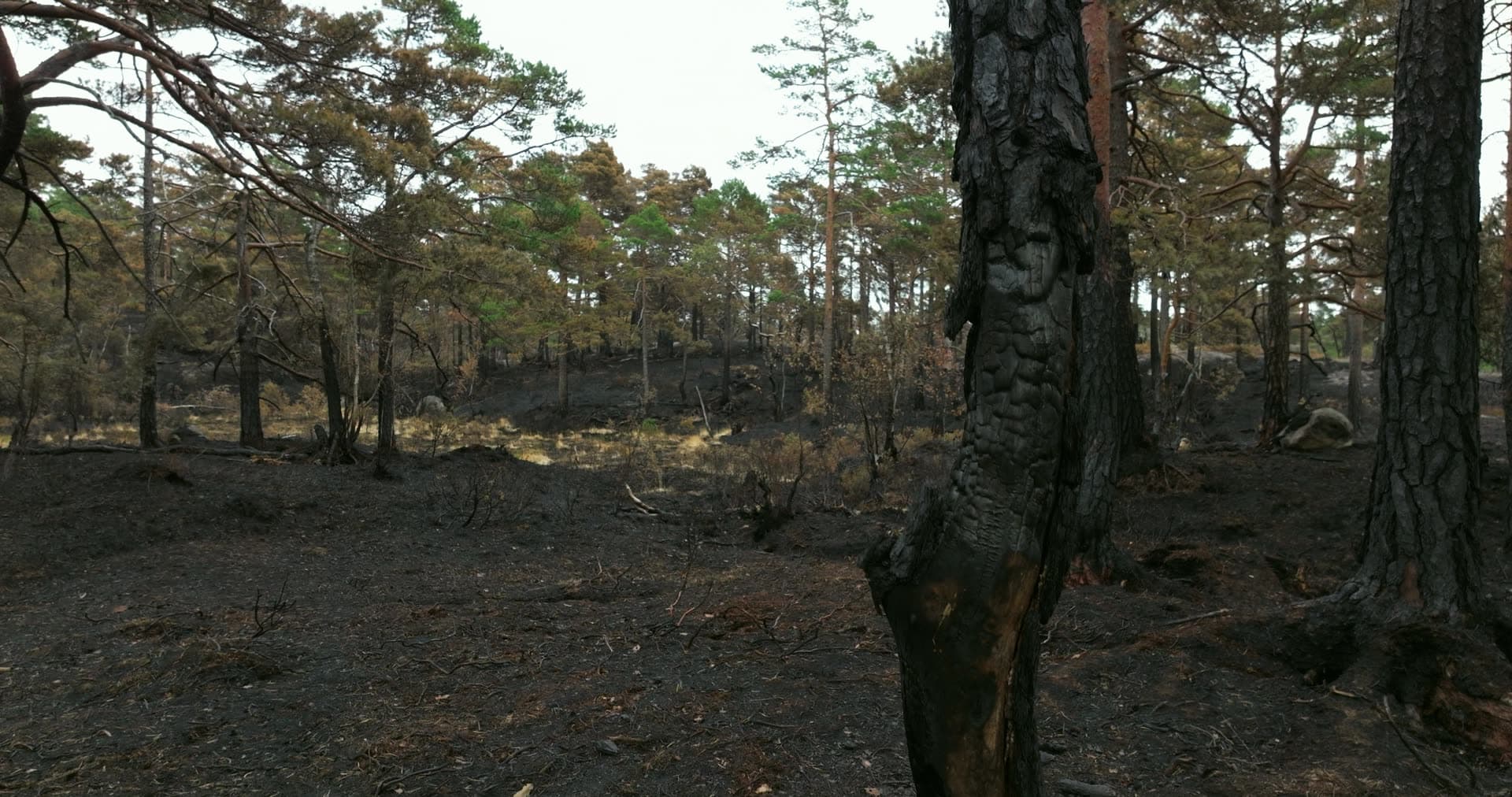 Burnt forest interior with recovered green canopy, Støleheia, Norway